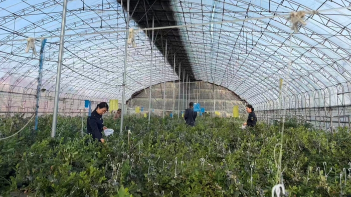 D:\2026年办公\2026宣传\四月\走访蓝莓采摘3